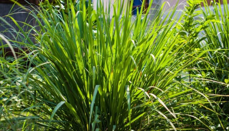 Como espantar insetos e refrescar a casa com uma planta só