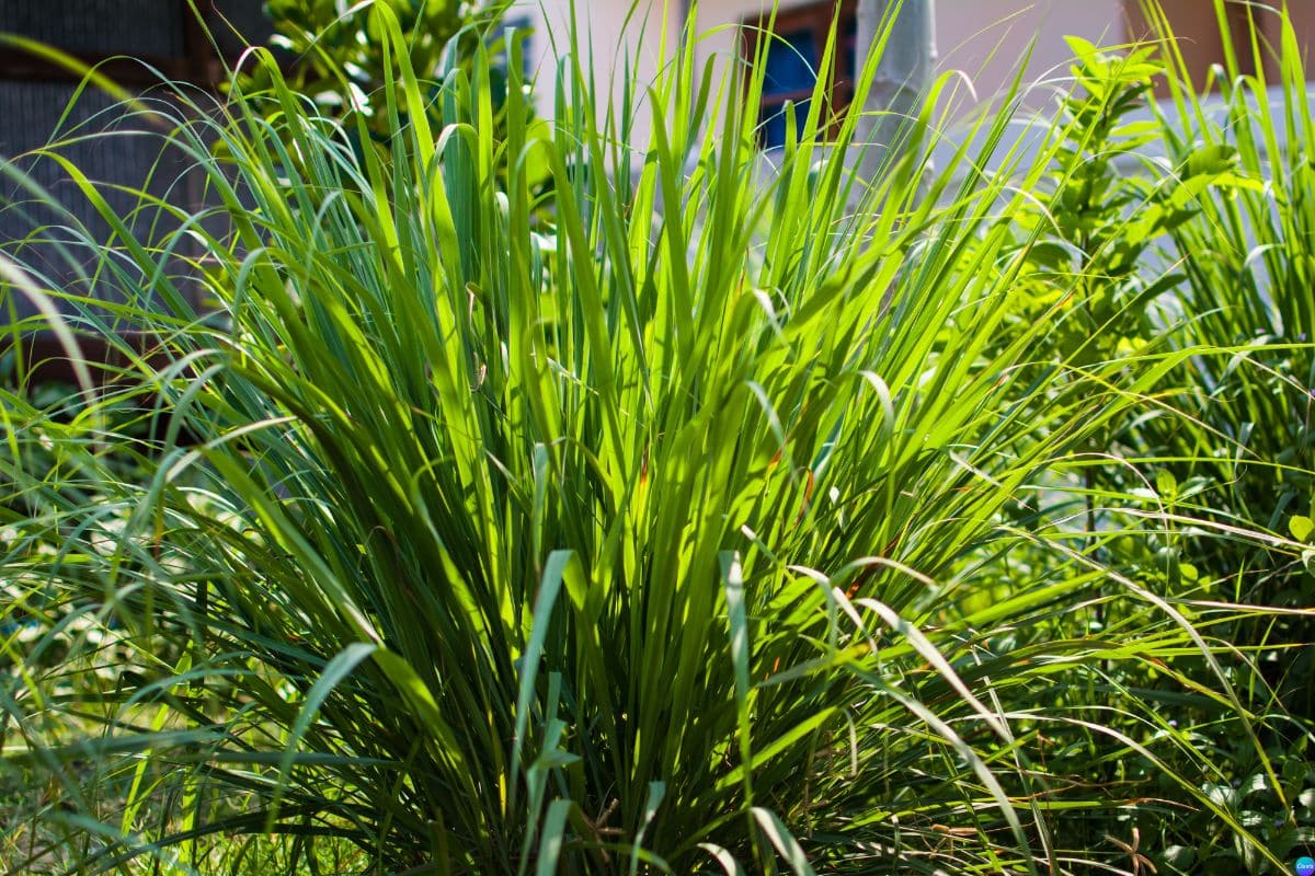 Como espantar insetos e refrescar a casa com uma planta só