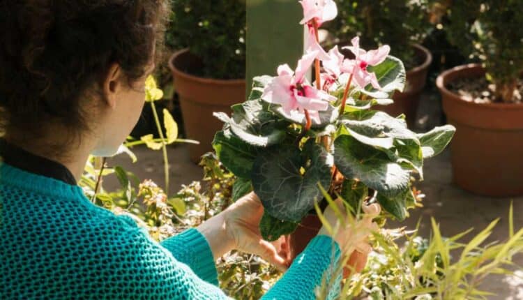 Como saber se suas plantas estão prontas para florescer