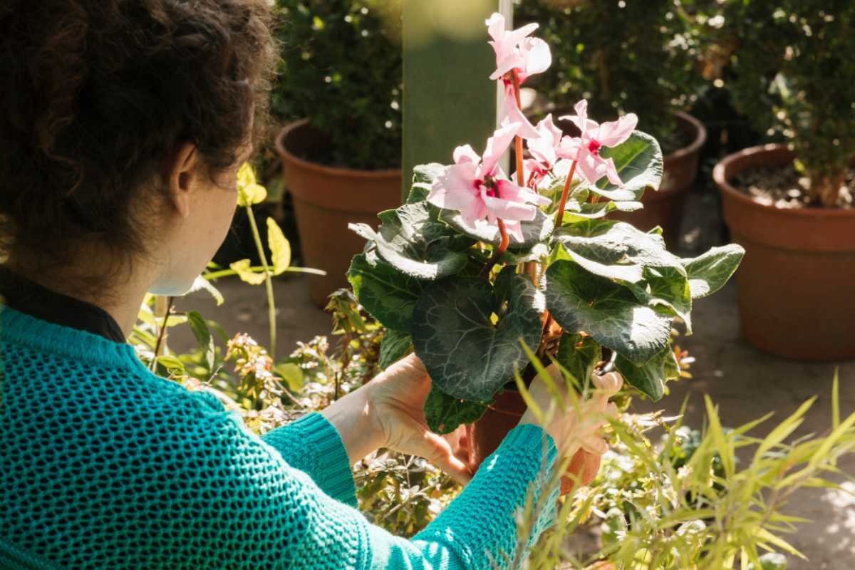 Como saber se suas plantas estão prontas para florescer