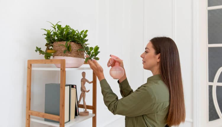 Como ter em casa a planta que espanta insetos de verdade