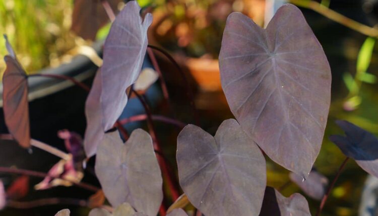 Dica simples para ter plantas sempre lindas e cheias de vida