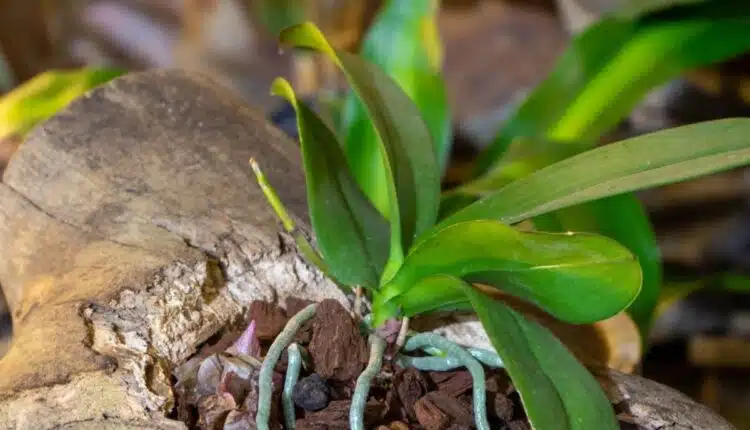 Dicas simples para sua saúde florescer de verdade