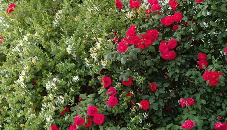 Flores na cerca: jeito fácil de deixar o jardim mais aconchegante
