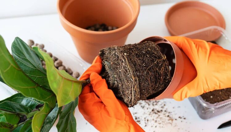 Folhas sempre bonitas: truques fáceis para cuidar das plantas