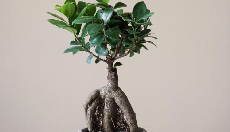 Guia simples para cultivar e modelar seu bonsai em casa