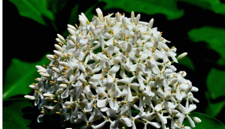 Ixora faz mal para pets e crianças? Descubra antes de plantar
