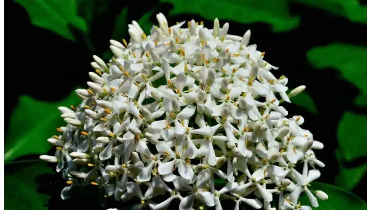 Ixora faz mal para pets e crianças? Descubra antes de plantar