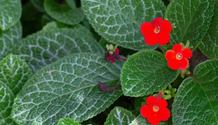 Jeito simples de deixar seu jardim mais charmoso com decoração
