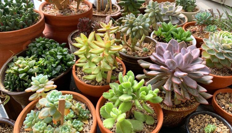Plantas que transformam qualquer cantinho da casa em aconchego