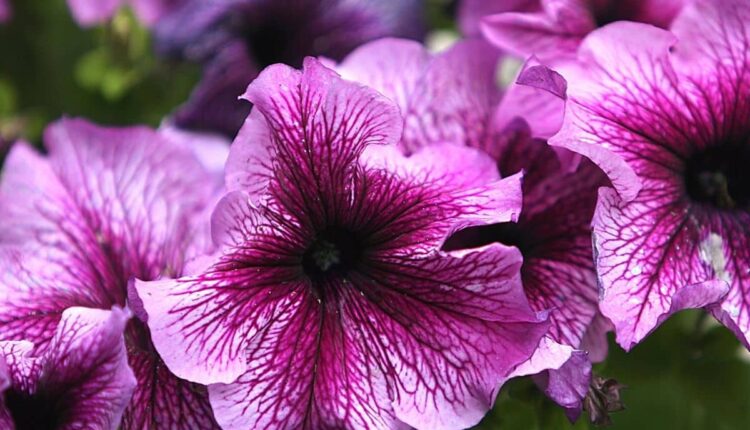 Truques fáceis para suas flores nunca pararem de crescer