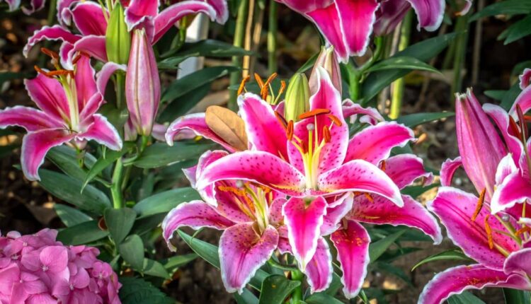 como deixar suas flores lindas por mais tempo sem mistério