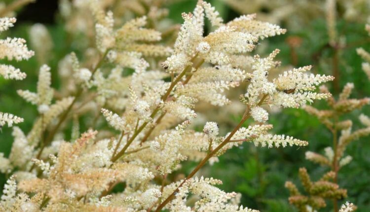 dica fácil para ter essa flor elegante em casa sem mistério