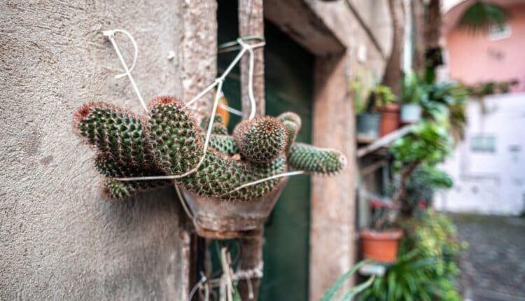Cactos pendentes que deixam qualquer cantinho mais charmoso