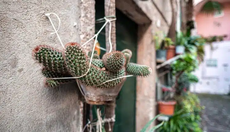 Cactos pendentes que deixam qualquer cantinho mais charmoso