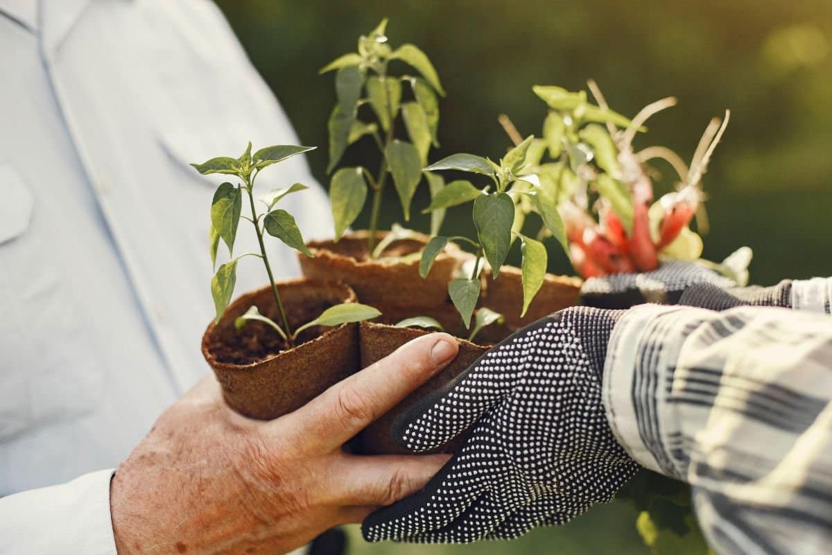 Colhendo em casa: como ter temperos frescos sempre à mão