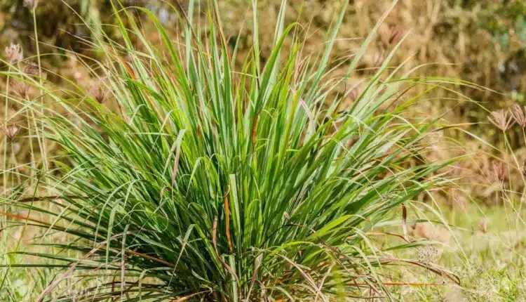 Como afastar mosquitos com plantinhas que você já tem em casa