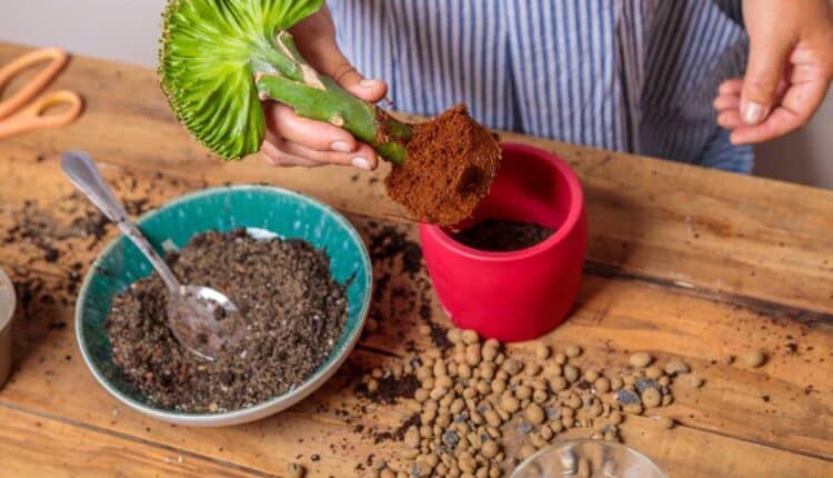 Como preparar adubo caseiro fácil para ter flores lindas em casa