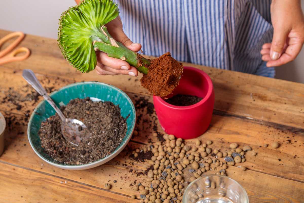 Como preparar adubo caseiro fácil para ter flores lindas em casa