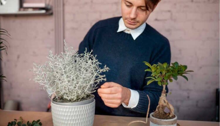 Como saber se sua planta ainda tem salvação
