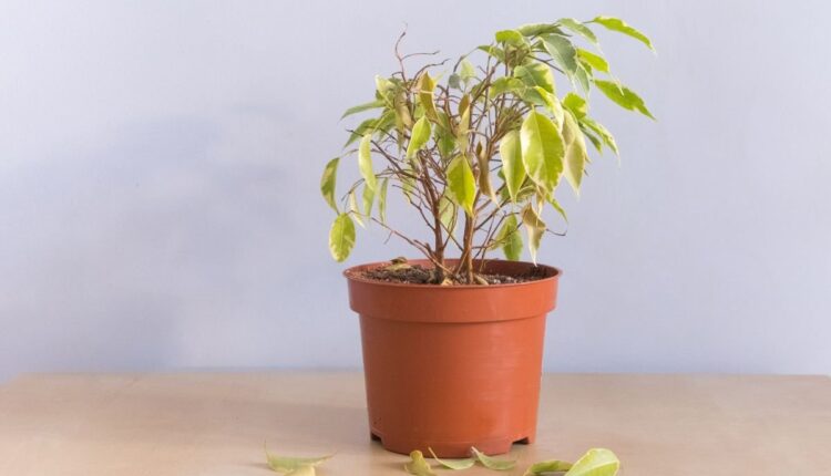 Como salvar suas plantas quando elas parecem sem vida