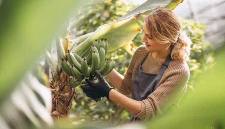 O que muda no seu jardim quando você enterra bananas