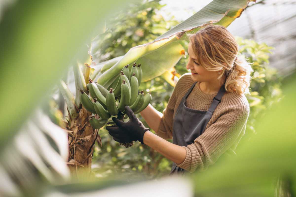O que muda no seu jardim quando você enterra bananas