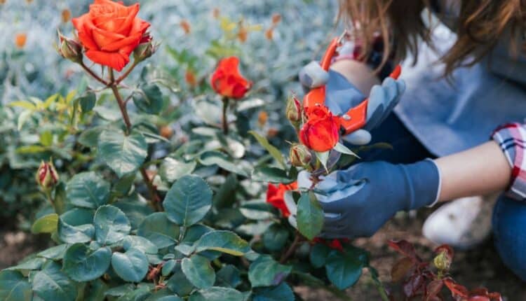 O truque dos jardineiros para plantas sempre lindas em casa