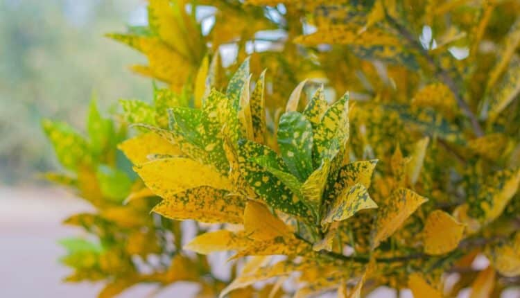 Planta 2 de Julho: como deixar seu jardim super colorido