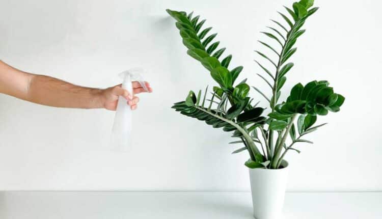 Planta fácil que limpa o ar: ideal para quem não tem tempo