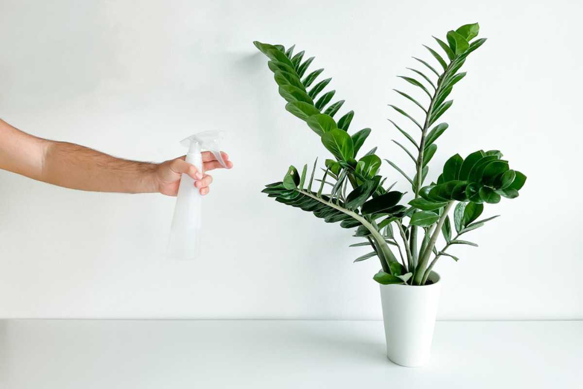 Planta fácil que limpa o ar: ideal para quem não tem tempo