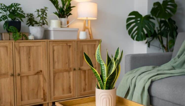 Plantas fáceis para deixar seu apê pequeno mais aconchegante