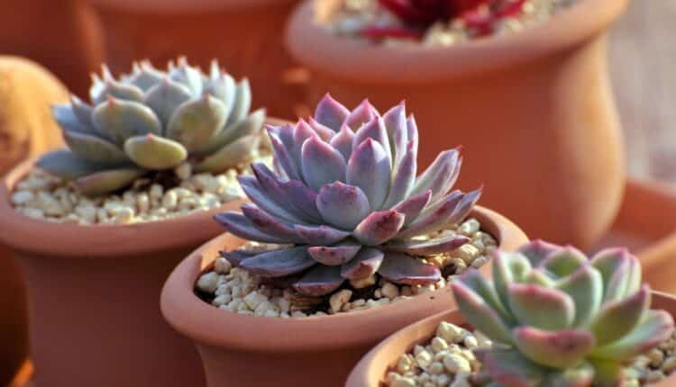 Plantas fáceis para quem vive esquecendo de regar