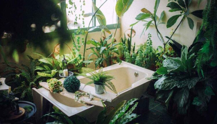 Plantas para cantinhos sem sol: veja quais sobrevivem fácil