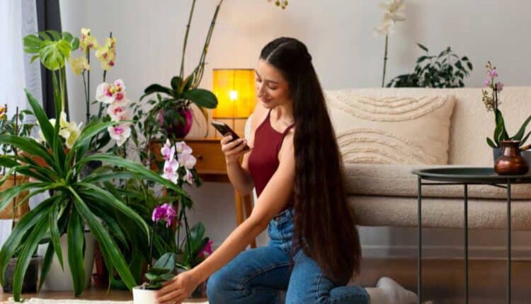 Plantas que deixam sua casa sempre cheirosa sem esforço
