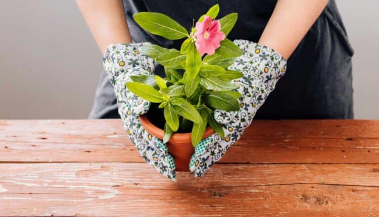 Um truque simples para suas plantas florescerem sem mistério