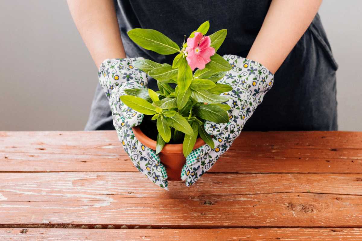 Um truque simples para suas plantas florescerem sem mistério