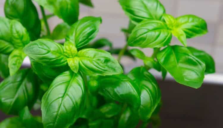 Veja como essa plantinha pode salvar sua casa dos insetos