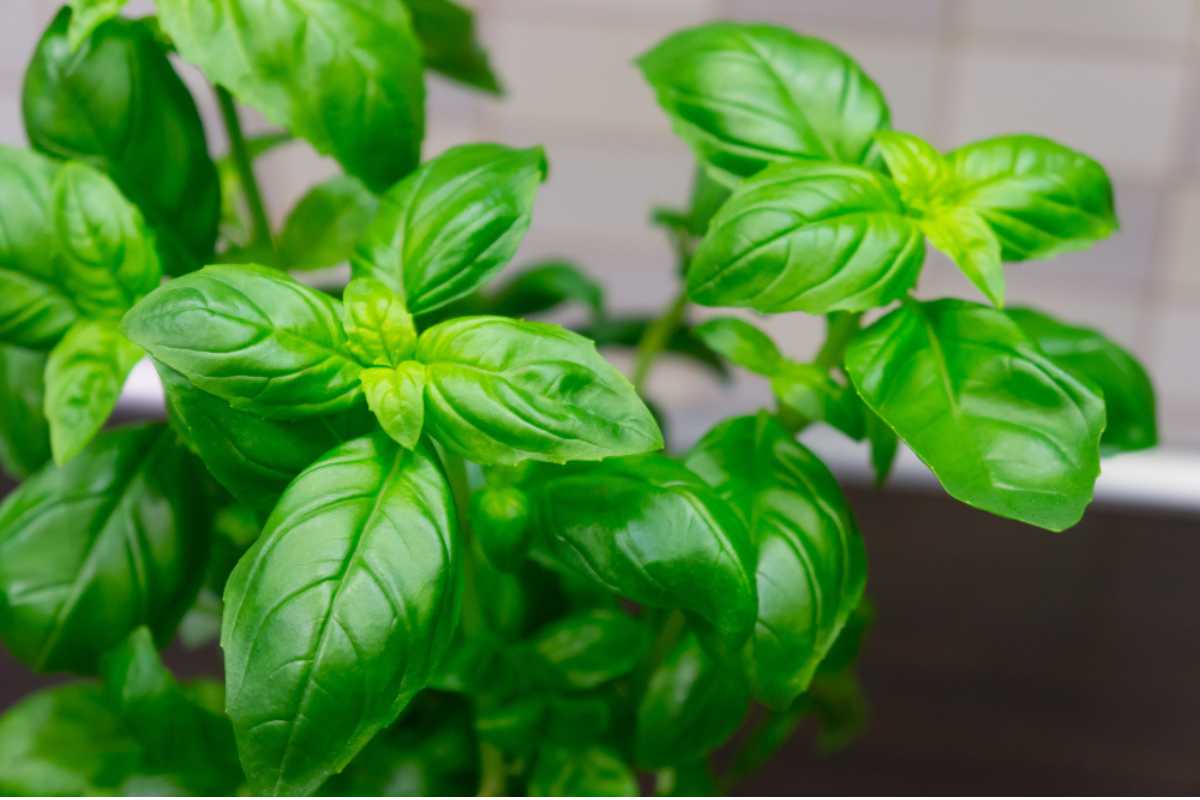Veja como essa plantinha pode salvar sua casa dos insetos