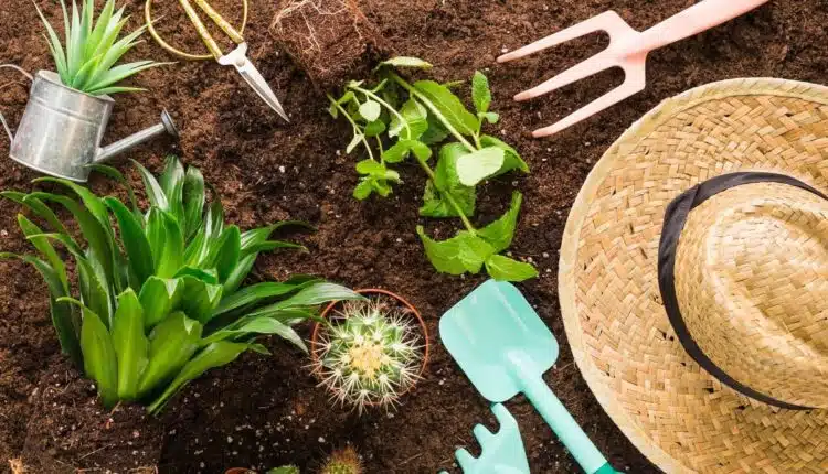 10 plantas que não sofrem com o calor e vão salvar seu jardim