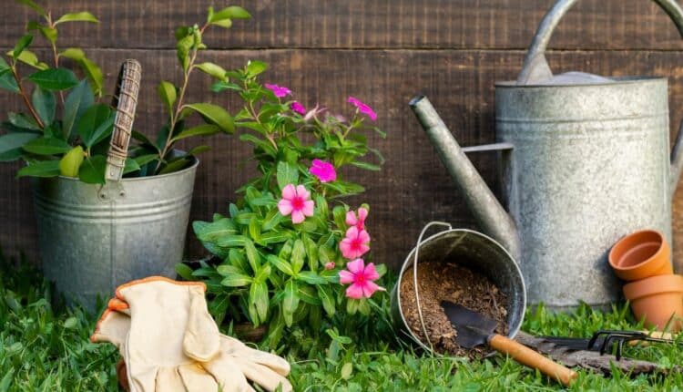 Aprendi isso no jardim e nunca mais perdi minhas plantinhas