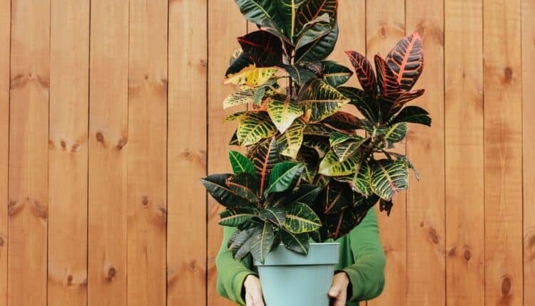 Como multiplicar a planta 2 de Julho sem mistério e sem erro
