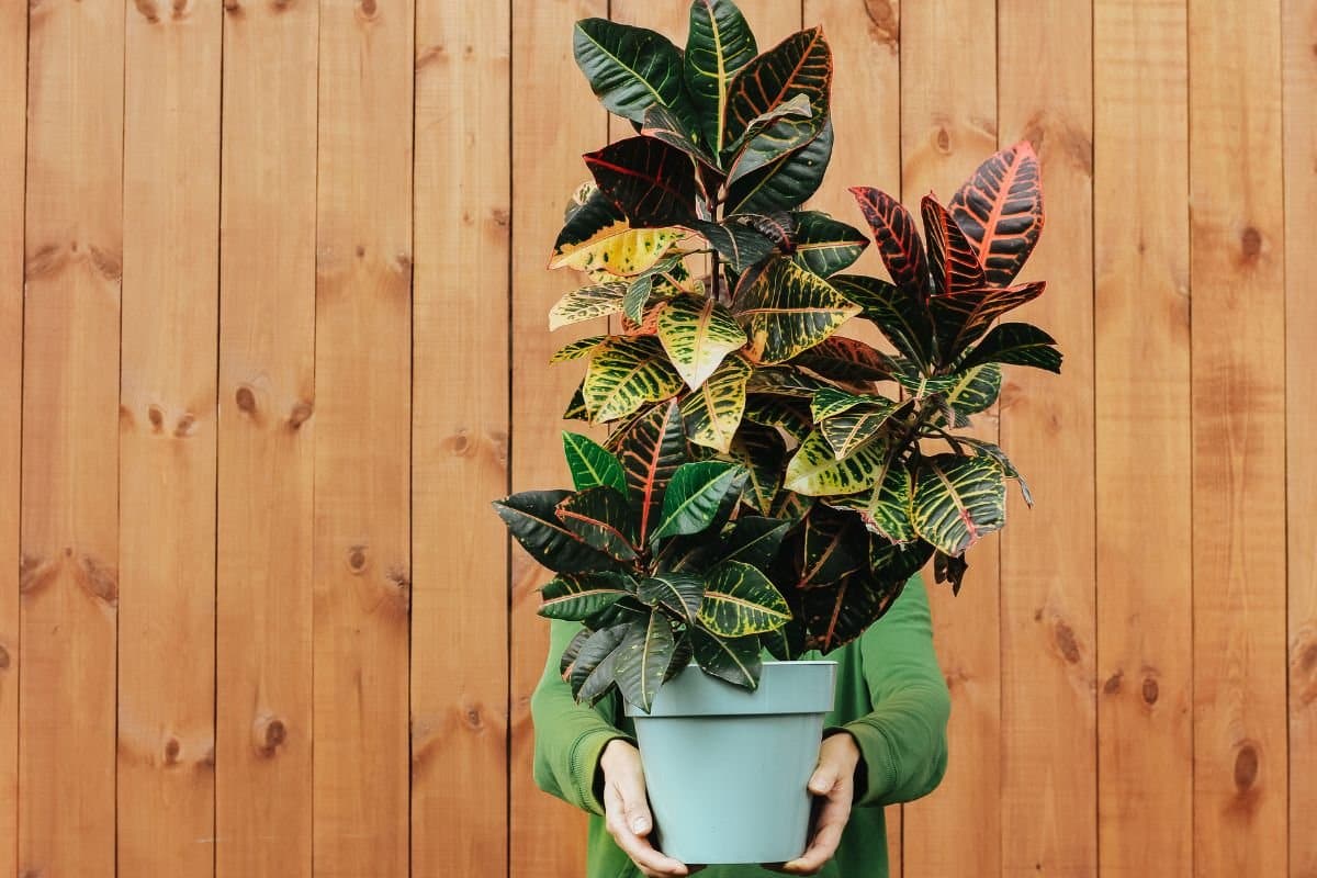 Como multiplicar a planta 2 de Julho sem mistério e sem erro