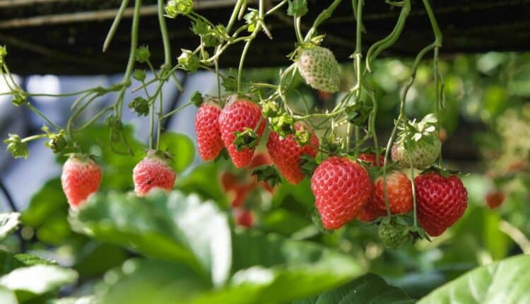 Como ter morangos superdoces em casa mesmo sem jardim