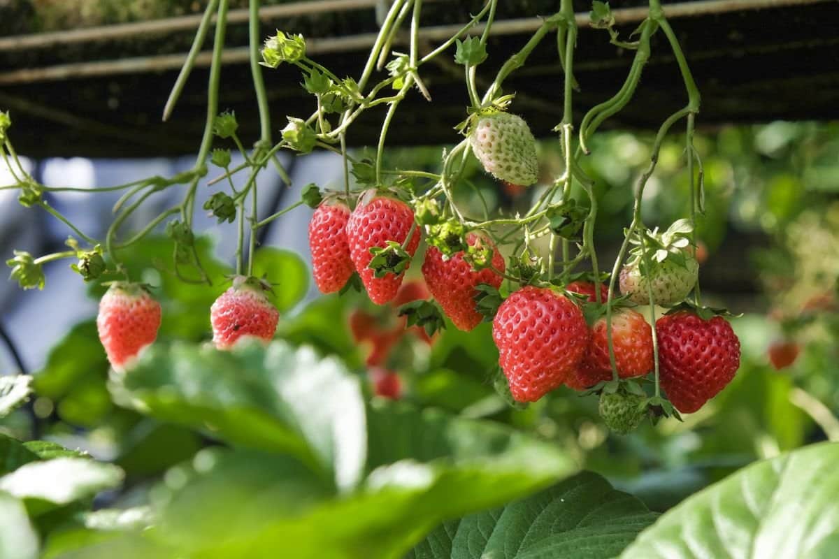 Como ter morangos superdoces em casa mesmo sem jardim