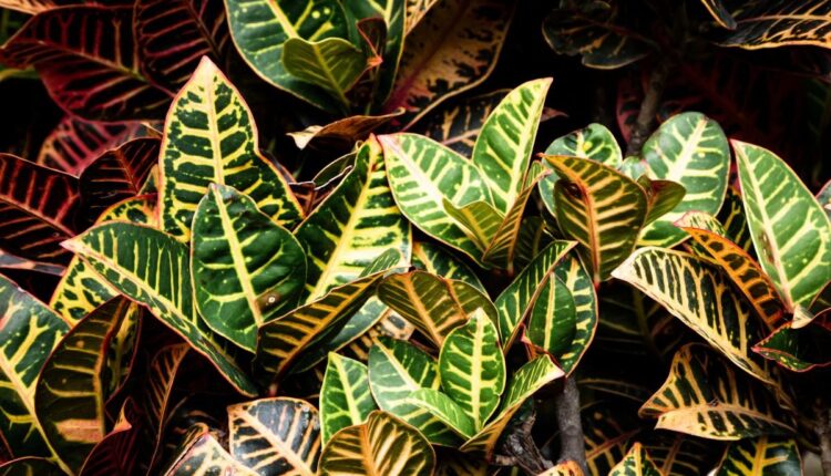 Cores diferentes no Dois de Julho: flores que fogem do comum