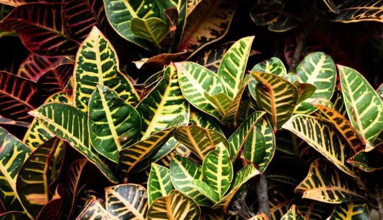 Cores diferentes no Dois de Julho: flores que fogem do comum