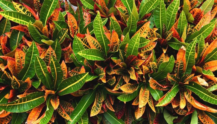 Cores incríveis da Dois de Julho que pouca gente arrisca plantar