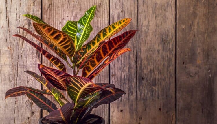 Dois de Julho: jeitos charmosos de deixar seu jardim incrível