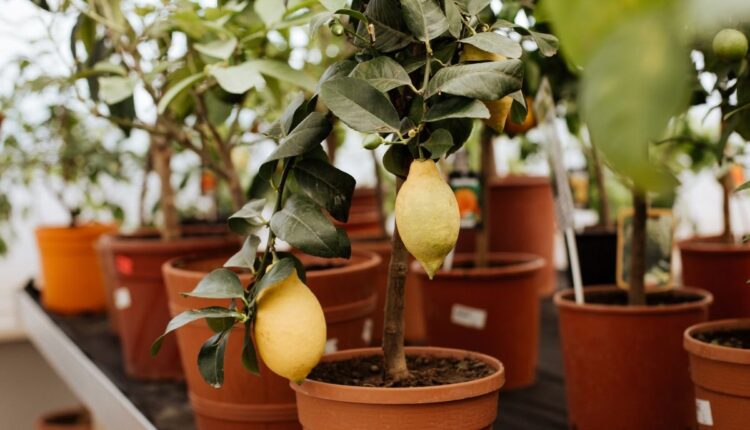 Frutas que cabem no apê: opções fáceis para ter em casa